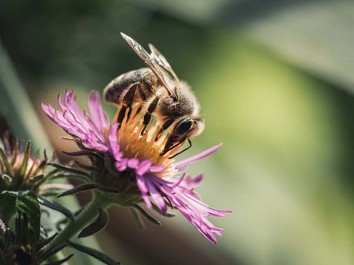 honey bee selective focus photography of brown bee invertebrate